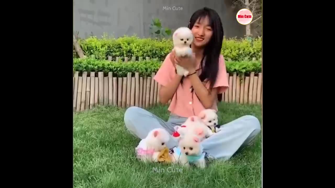 Funny and Cute Pomeranian
