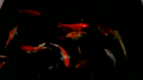 Feel calm when I see my koi fish collection in the pond Part 03