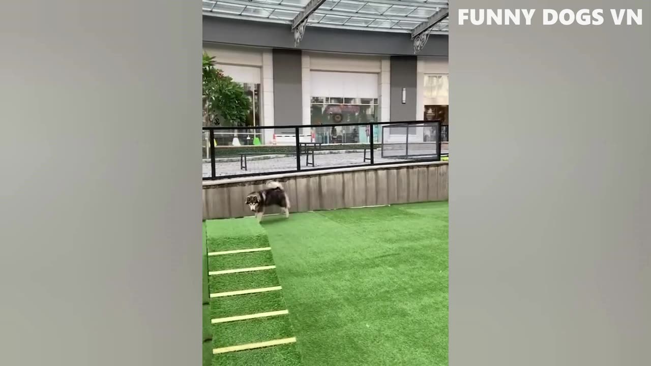 Cachorros descontrolados 🤣🤣🤣