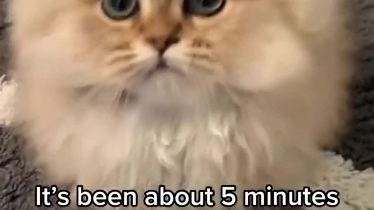 Cute Cat😍 l Attention Needed !