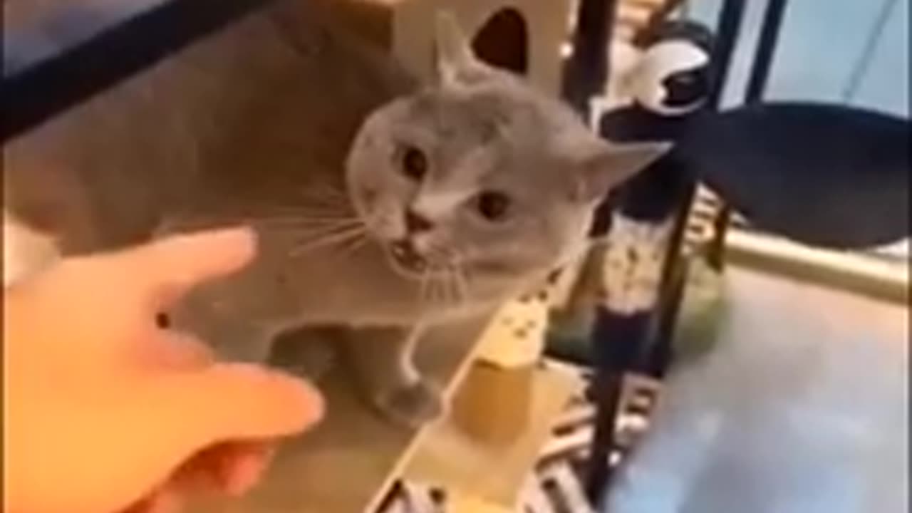 Funny moments pets cat's pussycat pets viloger