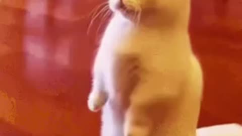 Cute Cat Gif