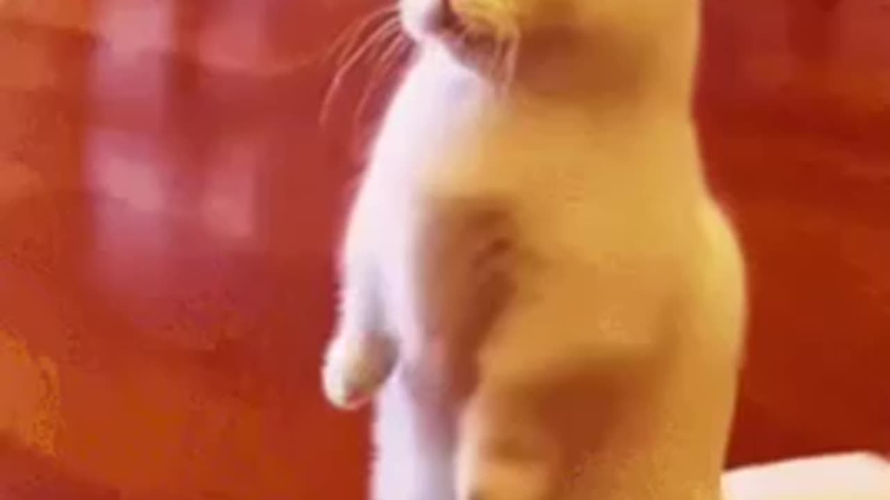 Cute Cat Gif