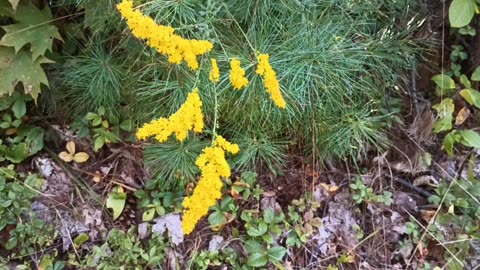 Goldenrod