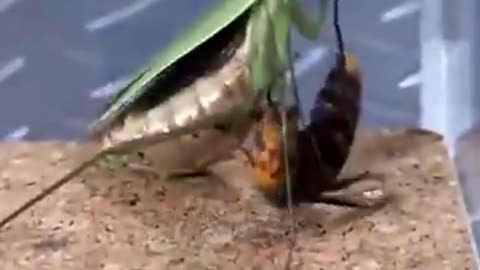mandarin wasp detonates praying mantis