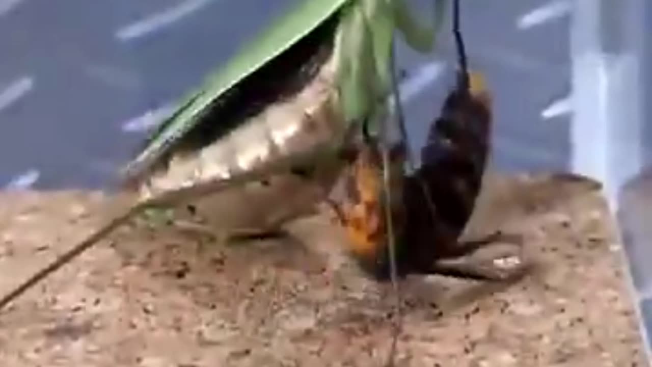 mandarin wasp detonates praying mantis