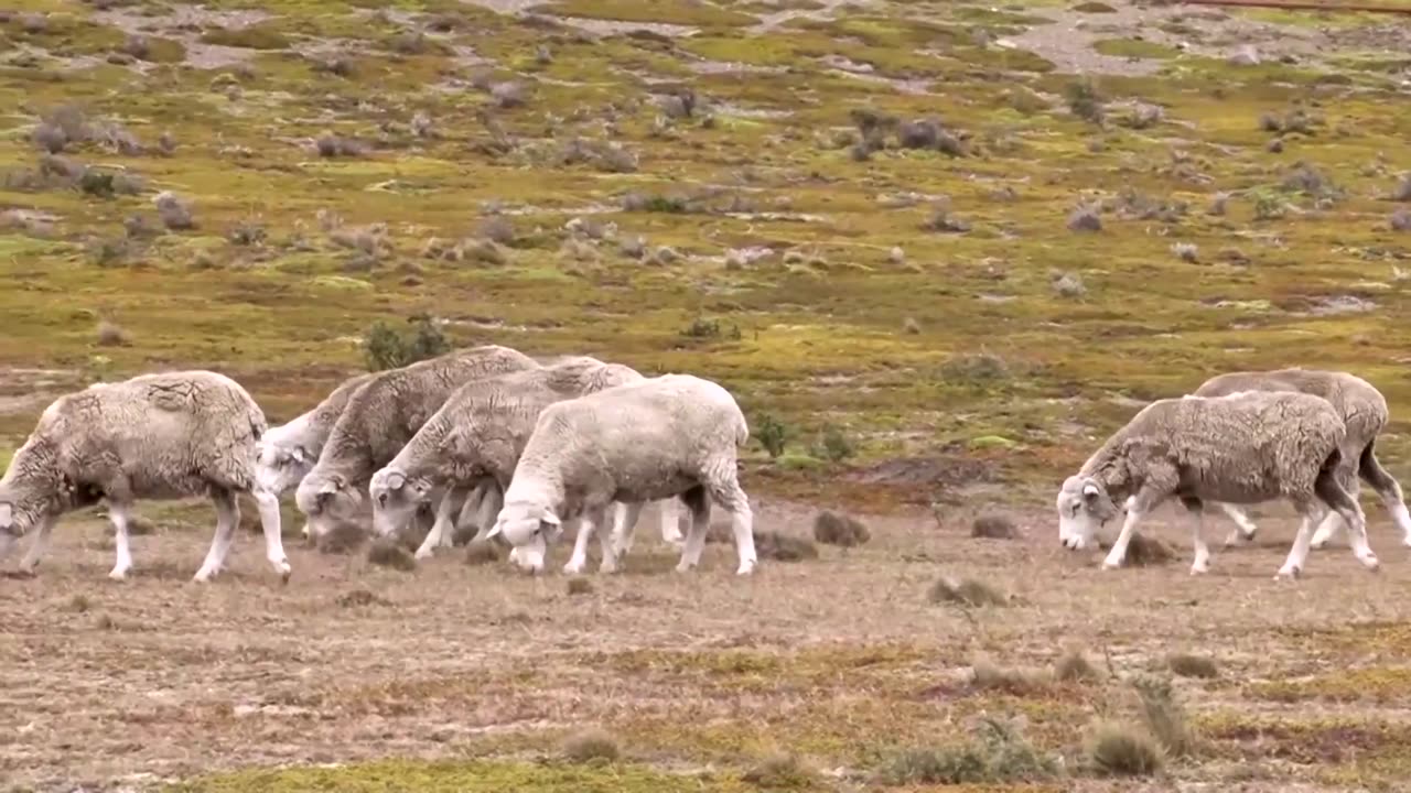 Chile's far south faces worst drought in 50 years