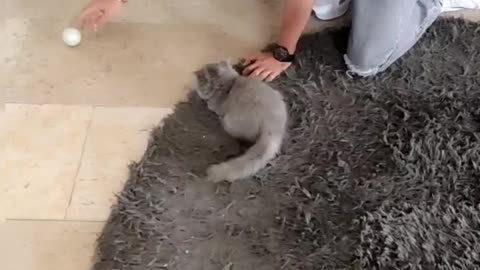 Cute Cat and Bull