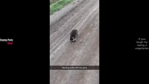 Funny video for pet lovers