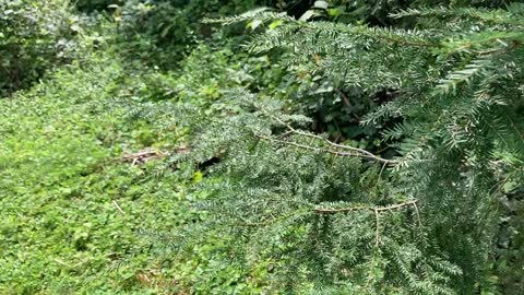 Caring for Endangered Hemlock Trees with Wooly Adelgid Infestation