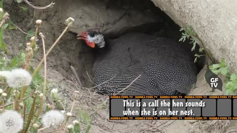 Guinea Fowl Hen Sounds & Nest Calls