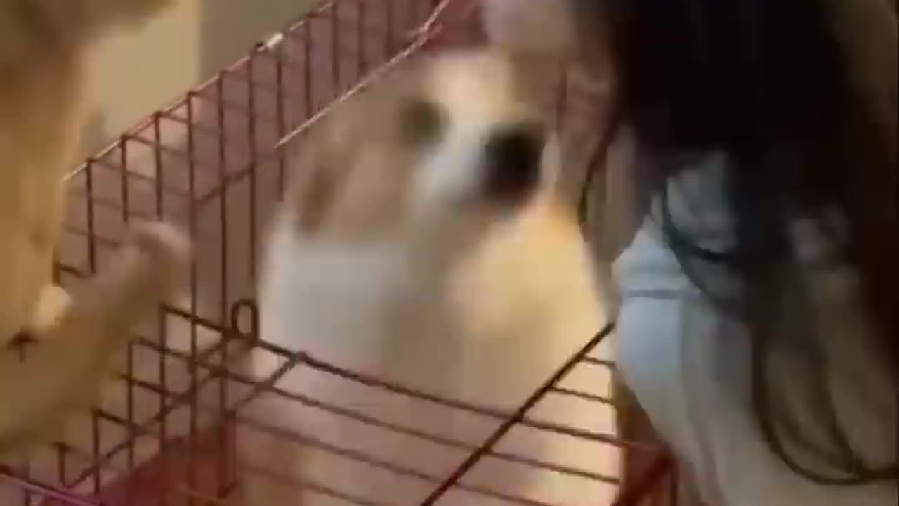 New Funny Videos 2022 😍 Cutest Cats and Dogs 🐱🐶 Part17