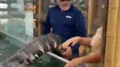 CROCODILE ATTACK