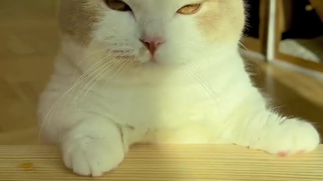 403.Cute compilation of funny cat and kitten meows! #sorts #cat #petandanimals #lovelypets #meowing