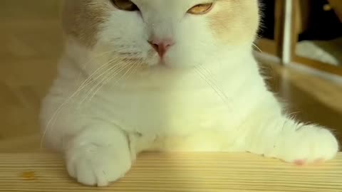 403.Cute compilation of funny cat and kitten meows! #sorts #cat #petandanimals #lovelypets #meowing