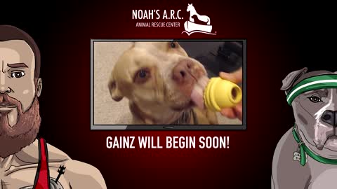 Bodybuilding - Week 3 - Chest // Nutrition Q&A // Animal Rescue