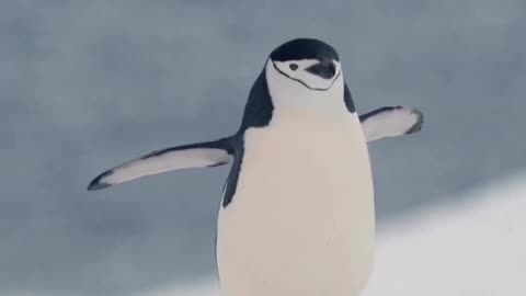 Chinstrap penguin's unique walk on ice