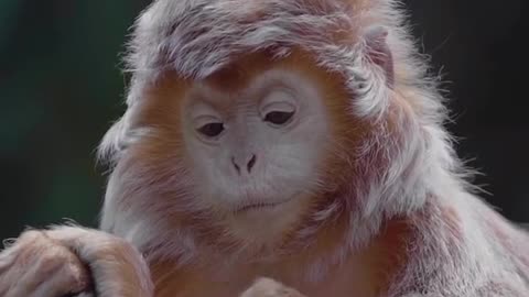 This is an Ebony Langur monkey.