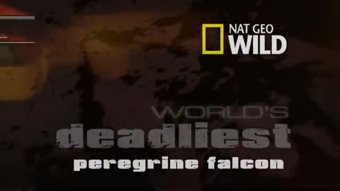 Fastest Animal Makes a Kill | World's Deadliest
