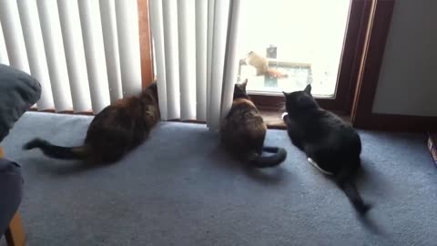 Try Not To Laugh : 1 Hour of Funniest Cat Videos #1 | Best Funny Animal Videos 2023