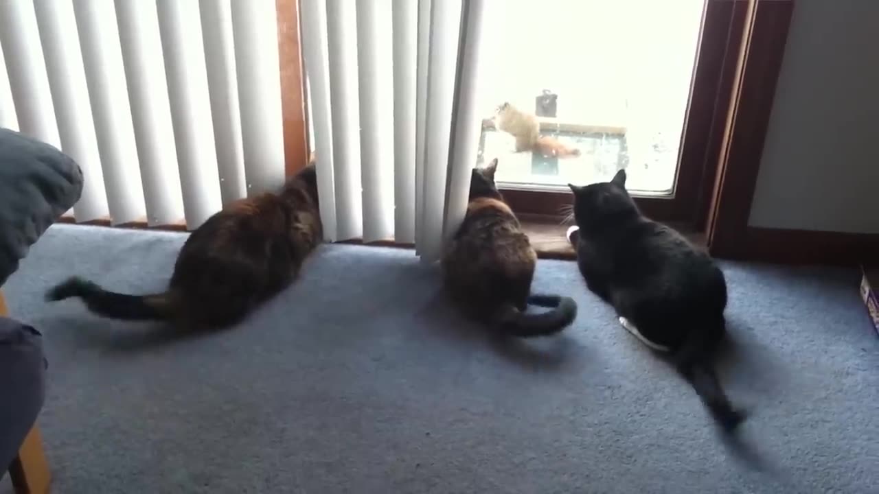 Try Not To Laugh : 1 Hour of Funniest Cat Videos #1 | Best Funny Animal Videos 2023