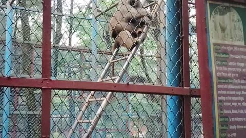 Bangladesh zoo