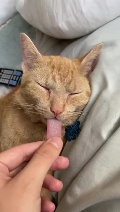 How cute cat 😸 Funny Cat