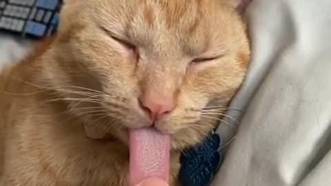 How cute cat 😸 Funny Cat