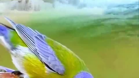 The Beauty Of Nature #shorts #shortvideo #video #virals #videoviral