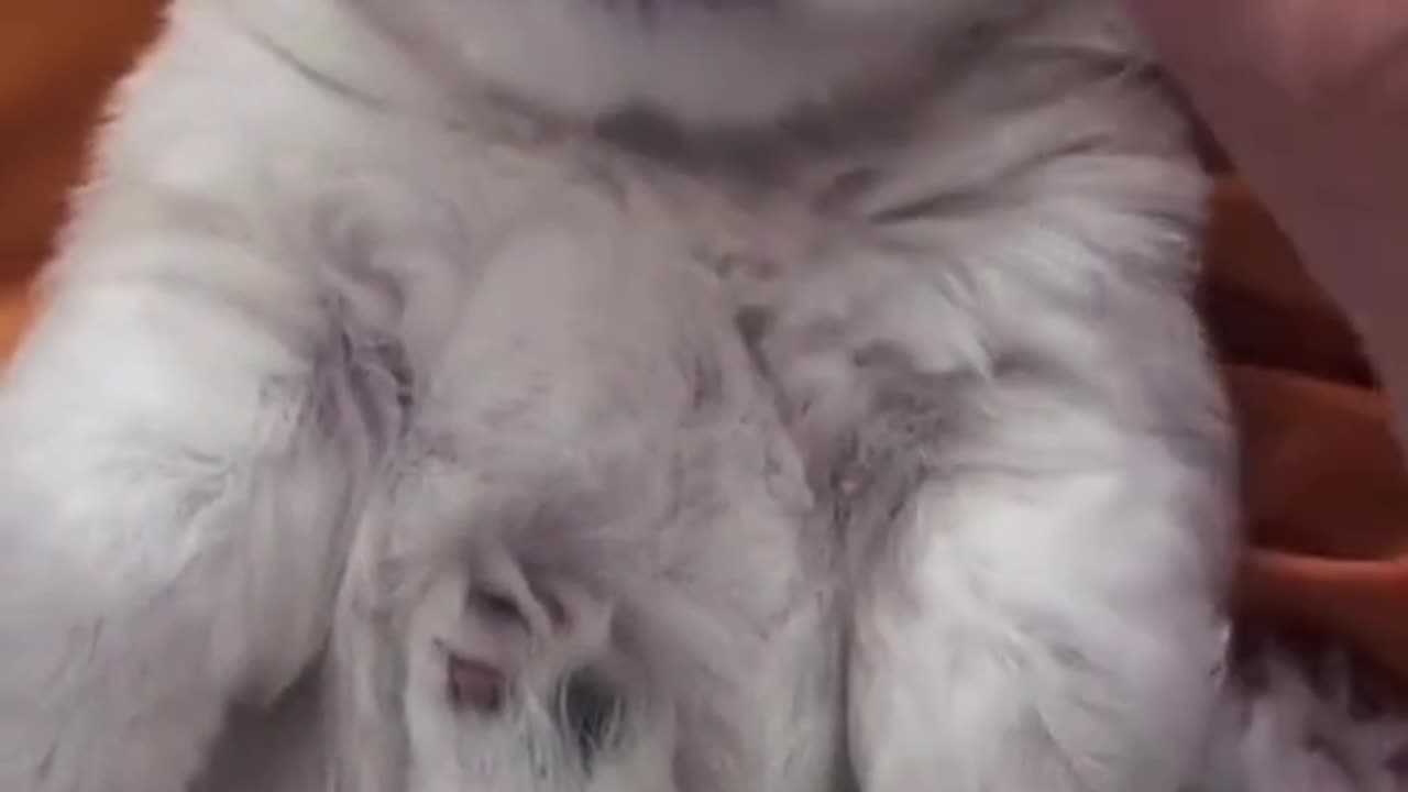 A laid back guy#fyp #dog #dogsoftiktok #cat #pet #foryou #tiktok