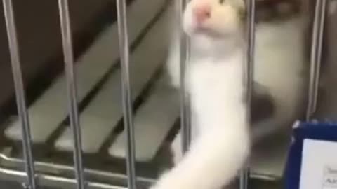 Funniest Cats and Dogs Video I Cat Videos