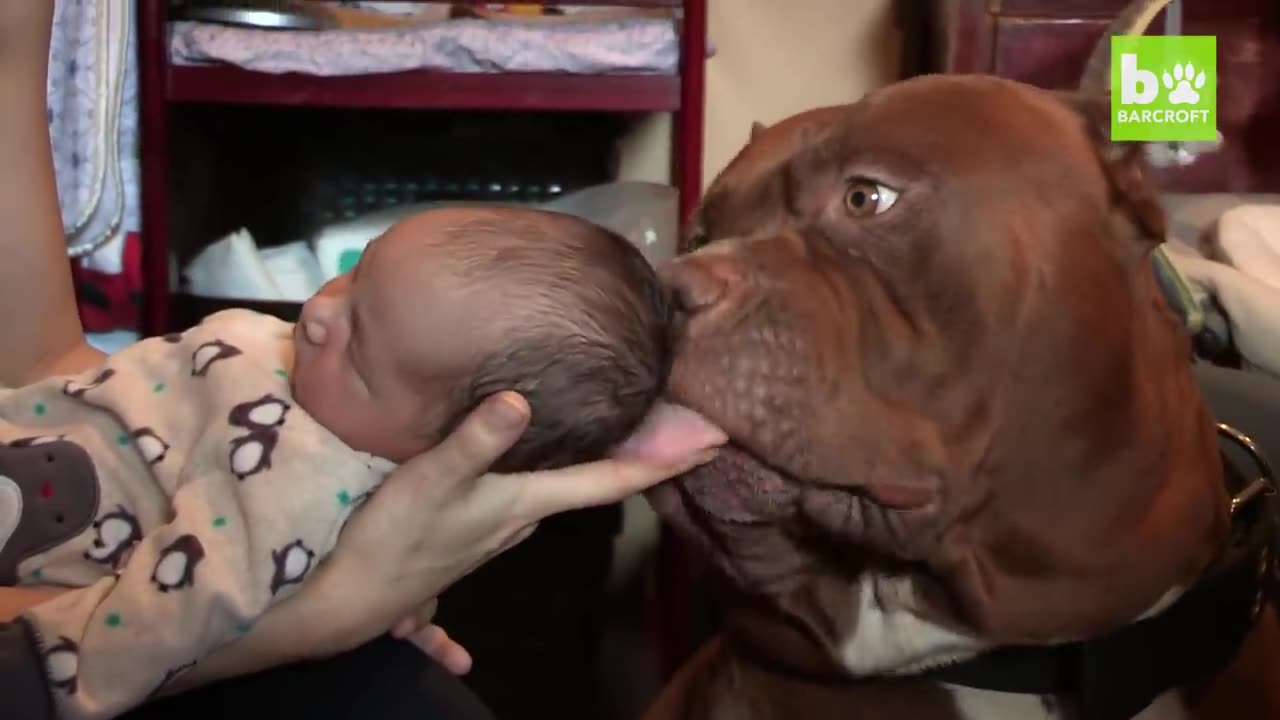 Giant Pit Bull Hulk & The Newborn Baby | DOG DYNASTY