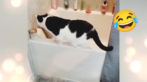 Funny cats video see and enjoya life