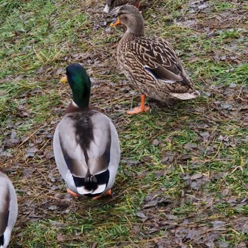 A family of ducks by a river in the rain.