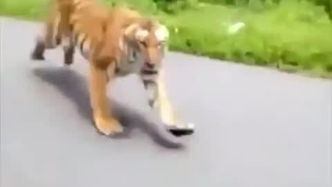 Dangerous Tiger Attack A boy In Running Bike