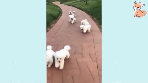 Angry funny dogs