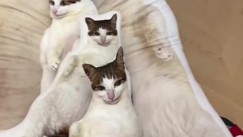 🤣 Funny Cat Moments 🤣