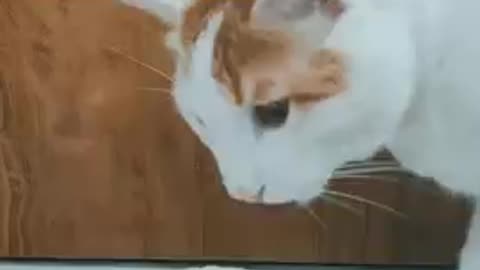 Bone Broth for cat!