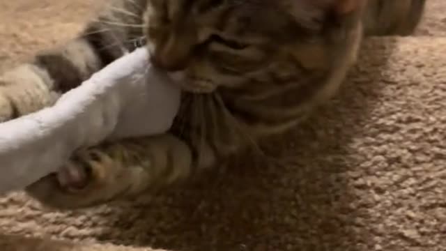 how dare you take this impromptu toy away from me