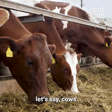 Vaccine - In Cows?