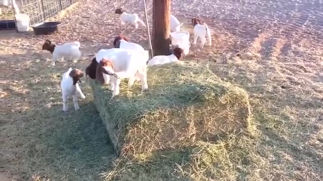 Got videos cat videos Dog videos Butifull dog and cat and got 🐕🐈🐱🦌