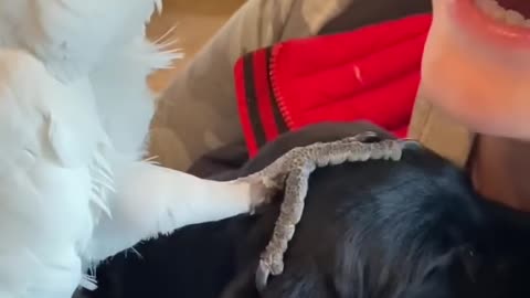 My parrot meets her new puppy