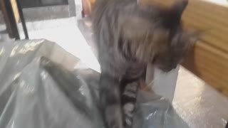 When a cat's curiosity is great