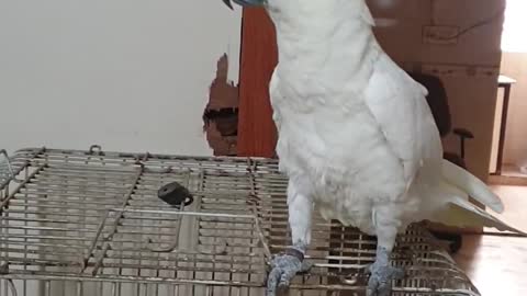 Kakato Sulpher