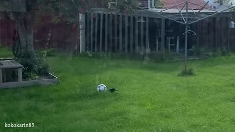 Funniest ANIMAL VIDEOS will make you LAUGH