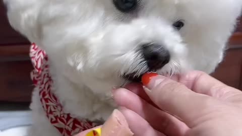 Cute dog eating beef sausage