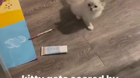 My cute baby cat