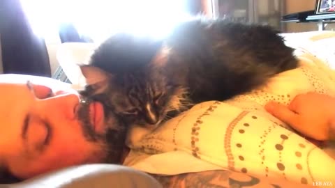 funny cute cats