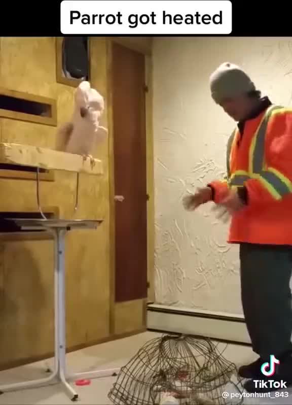 Warning: Tons of bird profanities. This bird has seen a lot of bar fights