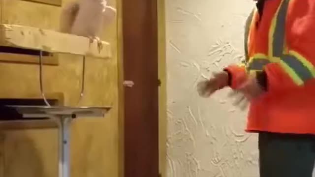 Warning: Tons of bird profanities. This bird has seen a lot of bar fights